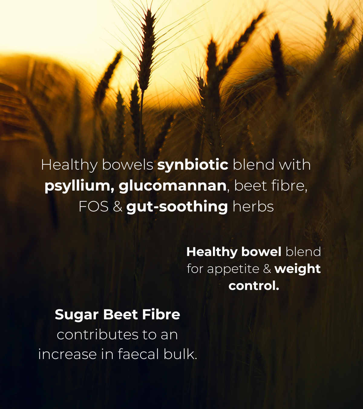 Text overlay on wheat field background describing Fibre Synbio’s gut-soothing synbiotic blend with psyllium, glucomannan, and sugar beet fibre. Promotes digestion and appetite control.